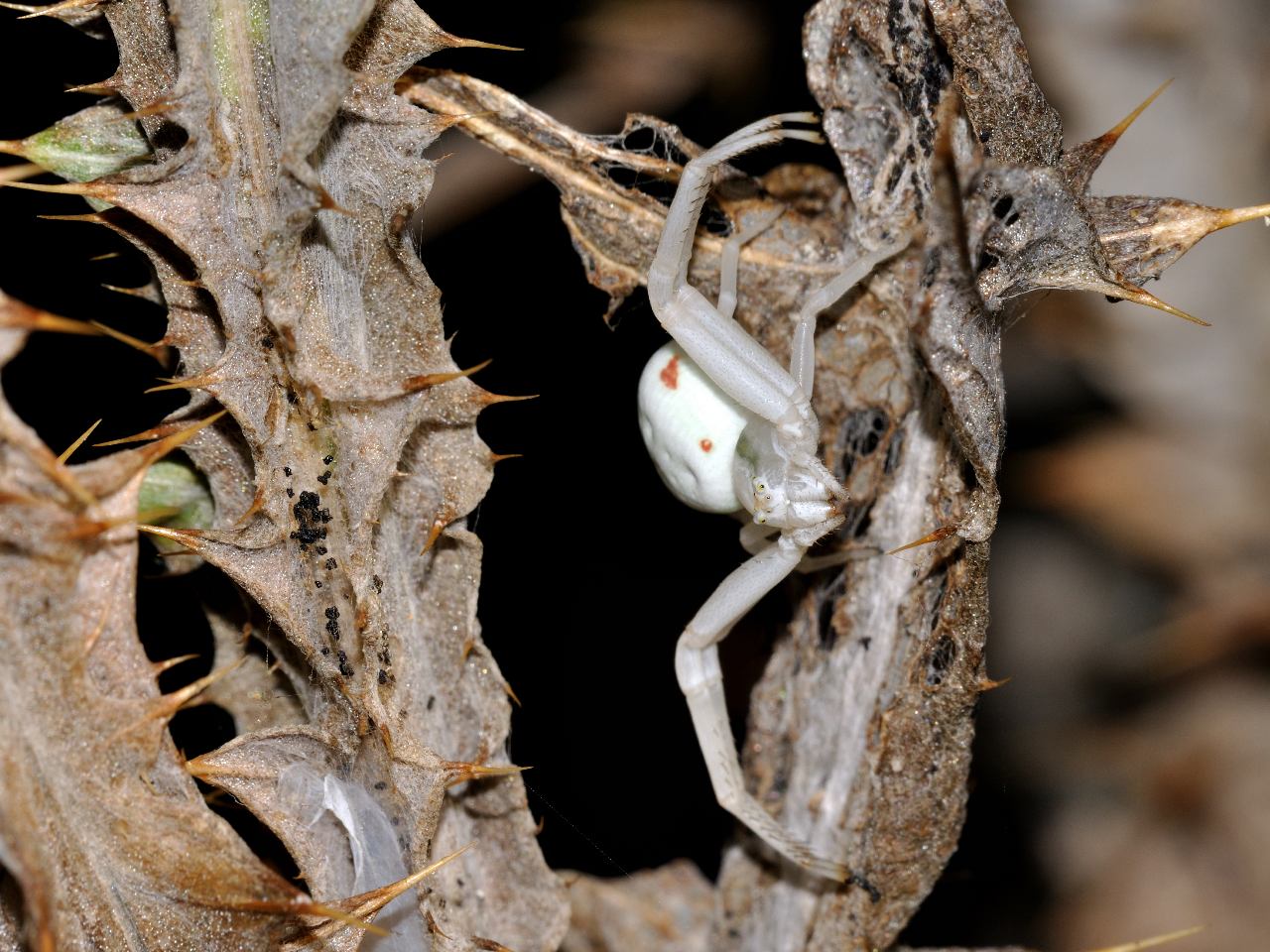 Conferma per Misumena vatia